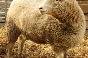 Dolly sheep