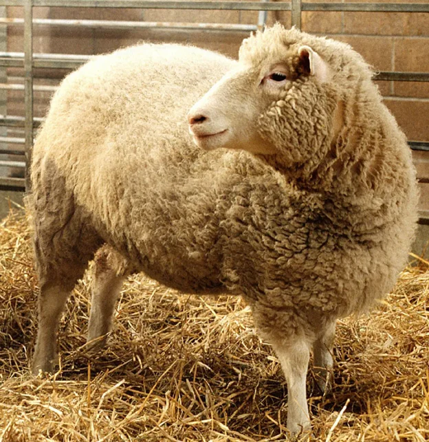 Dolly sheep