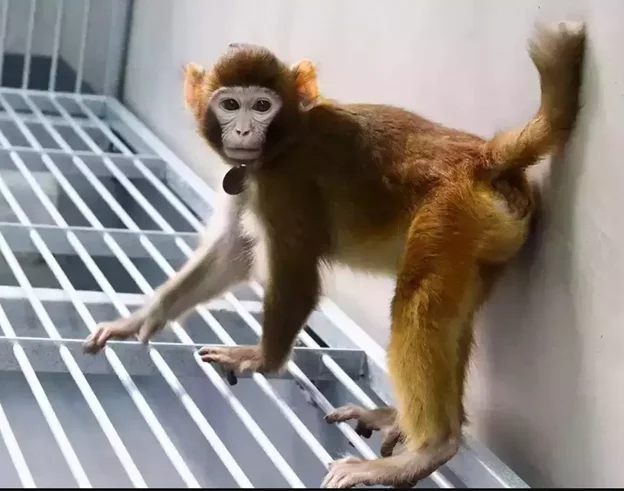 Cloned monkey